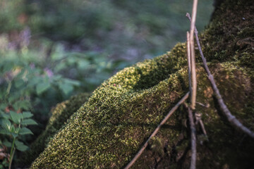 An old tree stump in the forest with moss