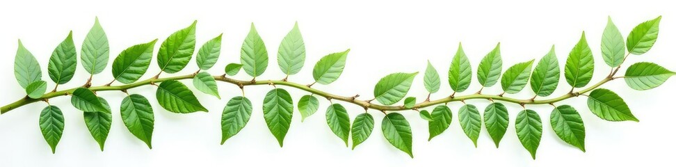Leafy branches with ferns isolated on white background, miscgreens, greenery, foliage