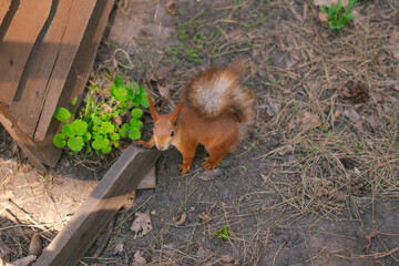 A squirrel runs on the grass