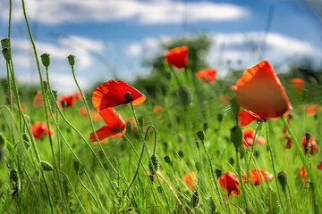 Field of red poppies swaying in the summer breeze