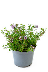 Flowering thyme plant in grey pot showcases growth