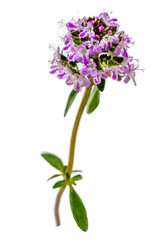 Naklejka premium Pink flower plant on white backdrop