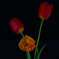 Tulip flowers growing in a vase on a black background