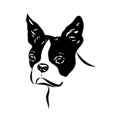 Black and white vector sketch of a fawn Boston Terrier