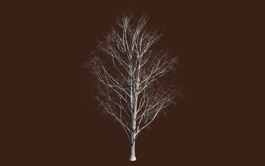 Isolated tree on a brown canvas. Acer pseudoplatanus is a species of maple native to Central Europe and Western Asia. It is a large deciduous, broad-leaved tree. Winter version. 3d render.