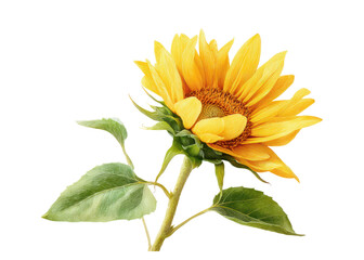 Fototapeta premium Bright Yellow Sunflower Blooming Against a Neutral Background in Perfect Natural Lighting