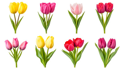 Collection of fresh colorful tulip flowers bouquet isolated on white background