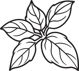 basil leaves line art, black outline, vector and illustration, coloring book page line art drawing