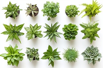 Obraz premium Top view collection of diverse green leafy plants arranged in pots for decorative botanical display, indoor greenery inspiration and natural eco decor, Generative AI
