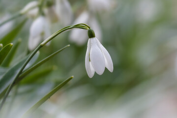 Closeup of a snowdrop