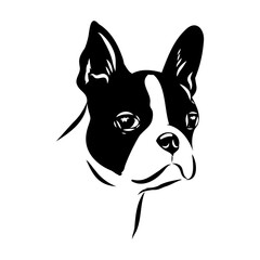 Black and white vector sketch of a fawn Boston Terrier