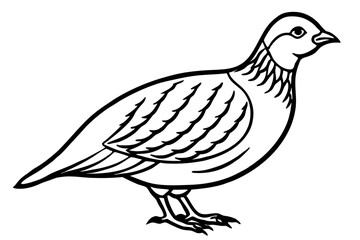 Minimalist Quail Vector