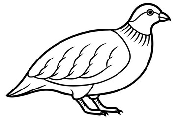 Minimalist Quail Vector