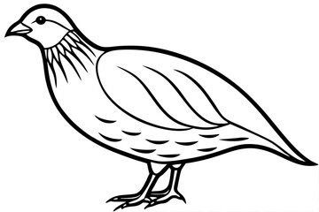 Minimalist Quail Vector
