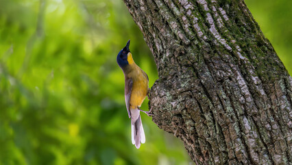 kingfisher on a branch