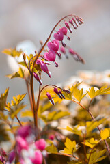 Wiosenne kwiaty - Serduszka okazała, tapeta, dekoracja. © mycatherina