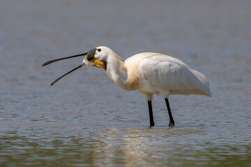 Eurasian spoonbill (Platalea leucorodia), or common spoonbill eating a fish at nature reserve of the Isonzo river mouth, Isola della Cona, Italy. Friuli Venezia Giulia, Italy.