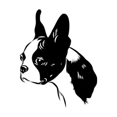 Black and white vector sketch of a fawn Boston Terrier