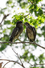 red tailed hawk perched