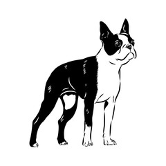 Black and white vector sketch of a fawn Boston Terrier