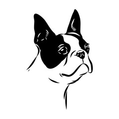 Black and white vector sketch of a fawn Boston Terrier