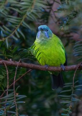 blue and yellow macaw