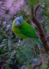 Obraz premium green parrot on a branch
