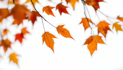 autumn leaves on white background