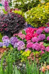 pink bougainvillea flowers in garden