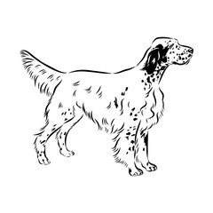 Decorative portrait of standing in profile English Setter, vector isolated illustration