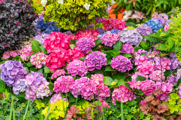 Obraz premium pink bougainvillea flowers in garden