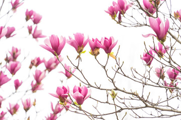 blooming magnolia flower spring branch isolated on white background