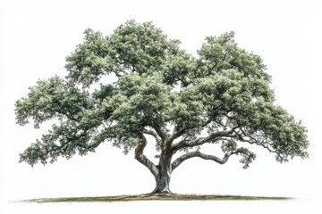 Majestic oak tree, isolated on white background, full green foliage,