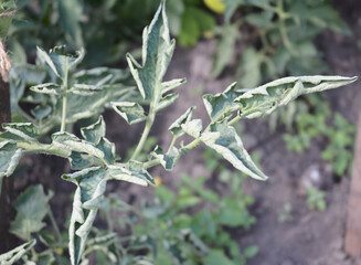 Twisted leaves of a tomato plant due to disease. Heat and low moisture can cause the edges of the tomato leaves to die back, then twist and curl