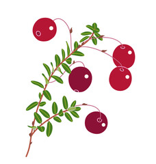 Bog Cranberry Branch with Red Berries and Leaves