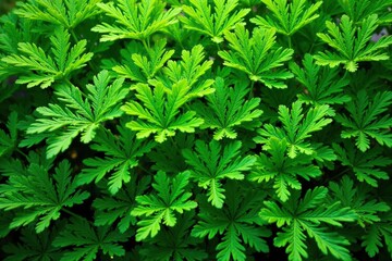 Intricate parsley leaf pattern, vibrant green hues, vegetable pattern, leaves