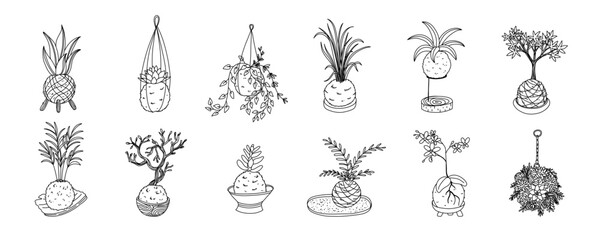 Kokedama set. Japanese moss plant. Home gardening art