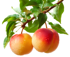 Peach and apple hanging from a tree branch, transparent background PNG