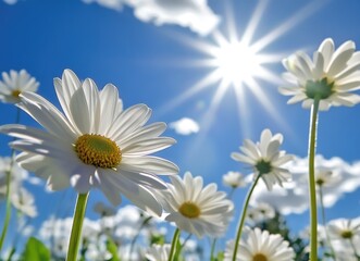 White Daisies Blooming Against a Clear Blue Sky on a Sunny Day with Sun Rays. Bright Floral Nature Background Perfect for Spring, Summer, Wellness, and Seasonal Concepts
