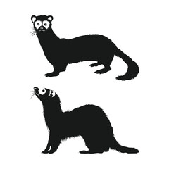 black footed ferret silhouette on white background vol 02