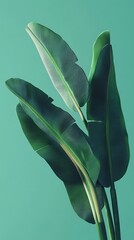 Tropical Leaves with Teal Background.