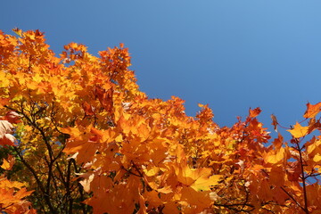 autumn in the forest