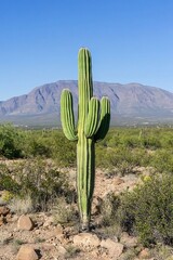 Tall Cactus Desert Mountain Landscape.