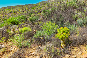 Succulents growing on mountain in veld
