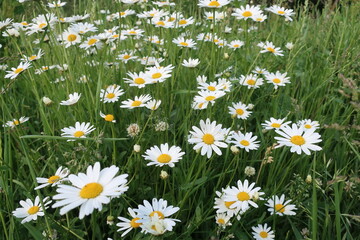 Fototapeta premium field of daisies