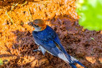 Greater Striped Swallow collecting mud for nest