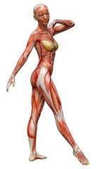 3D Rendering Female Anatomy Figure on White