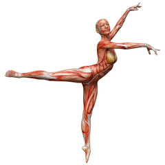 3D Rendering Female Anatomy Figure on White