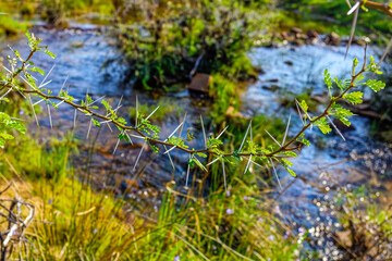 Sharp acacia thorns with river in background