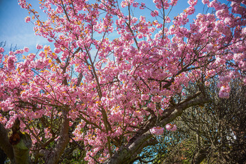 pink cherry tree